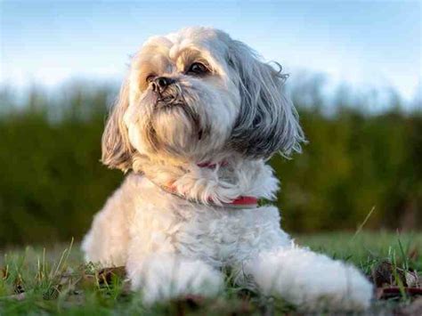 Cruces De Bich N Malt S Cachorros Entra Ables Smylepets