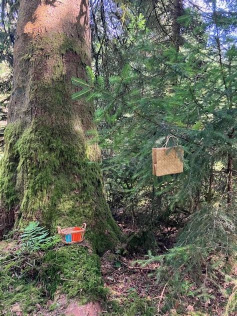 Jeu De Piste Forestier A La D Couverte De Soi