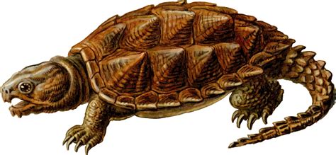 Snapping Turtle Free Download PNG | PNG All