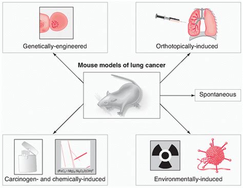 Mouse Models Of Lung Cancer Thoracic Key