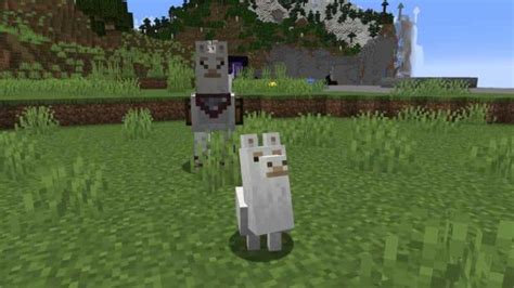 Comment Apprivoiser Un Lama Dans Minecraft