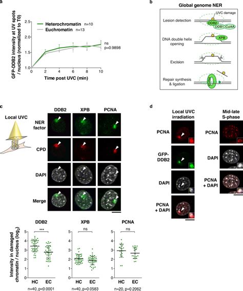 Imaging The Response To DNA Damage In Heterochromatin Domains Reveals