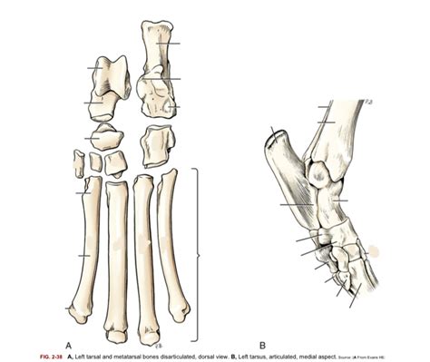 Lab List 1 Tarsus Diagram Quizlet