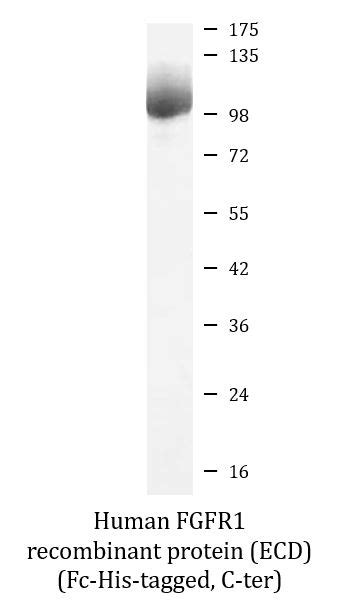 Human FGFR1 Recombinant Protein Active ECD Fc His Tagged C Ter