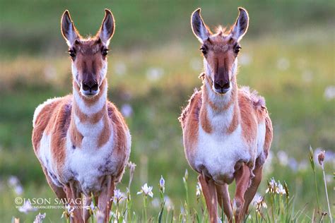 Pronghorn Jason Savage Photography