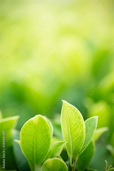 Green Nature Wallpaper Environment