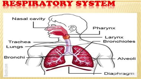 Respiratory System Youtube