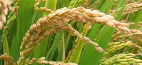 White Long Grain Rice Seedssemi Dwarf Variety Untreated Try Etsy