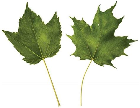 Sugar Maple Leaf Vs Red Maple Leaf