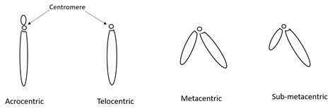 The shape of the metacentric chromosome in anaphase is(a) L-shaped(b) V-shaped(c) J-shaped(d) I ...