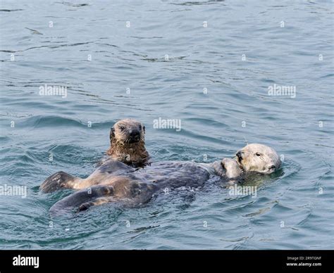 Mother And Pup Sea Otter Enhydra Lutris Together In Monterey Bay