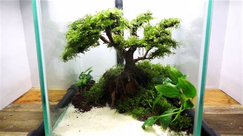 Aquarium Bonsai Tree Aquascape