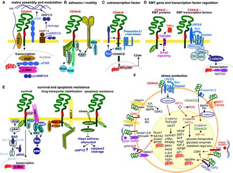 The Crosstalk Between PSC And Pancreatic Cancer Cells A Overview