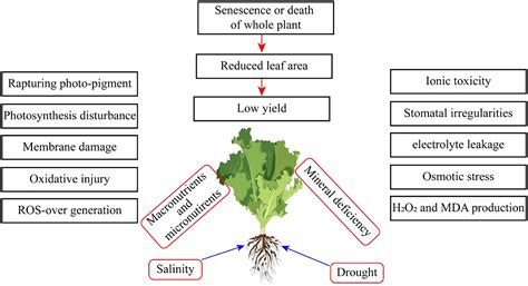 Frontiers Salicylic Acid Had The Potential To Enhance Tolerance In