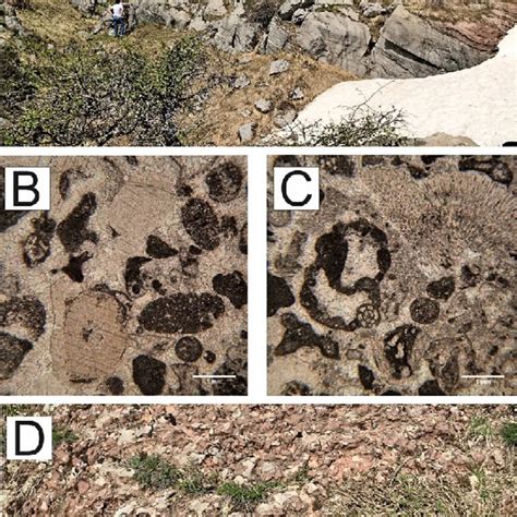 Field Photographs And Photomicrographs Of The Lithologies Recognized In