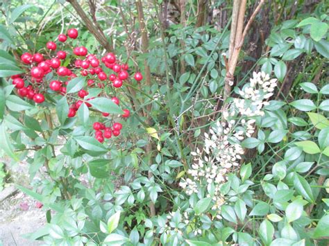 Solve Nandina Red Berries And White Flowers Share The Limelight Jigsaw