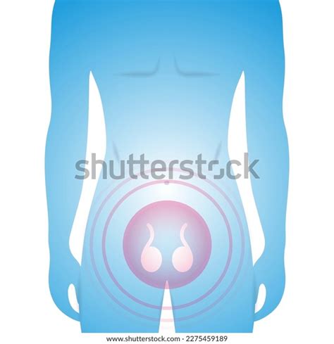 Male Silhouette Showing Testicles Reproductive System Stock Vector