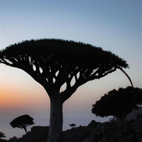 Socotra Dragon Tree: The Iconic Symbol of an Enchanted Island - TooLacks