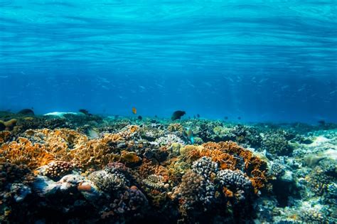 Um recife de coral subaquático no mar vermelho Foto Premium