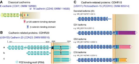 3 Inner Ear Classical Cadherins And Cadherin Related Proteins A All