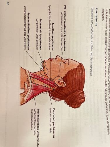 Lymphknoten Flashcards Quizlet