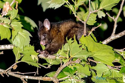 Common Brushtail Possum - Peter Rowland Photographer & Writer