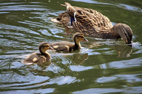 Duck And Ducklings Free Stock Photo - Public Domain Pictures