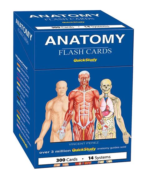 Best Anatomy And Physiology Flashcards Alexandriaknoeparsons