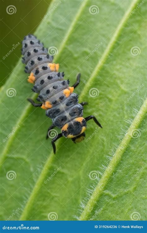 Closeup On The Grey To Blue Larvae Of The Seven Spot Ladybird