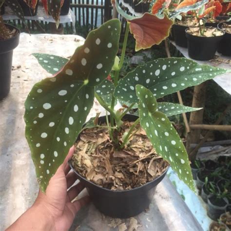 Jual Tanaman Hias Begonia Maculata Polkadot Mocca Bunga Begonia