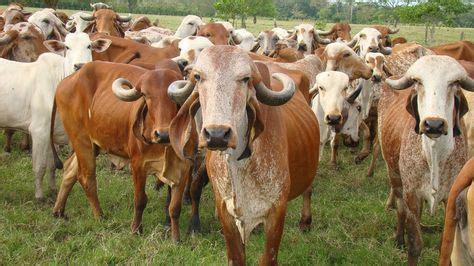 Desarrollo Manejo Y Crianza Del Ganado Gyr TvAgro Por Juan Gonzalo