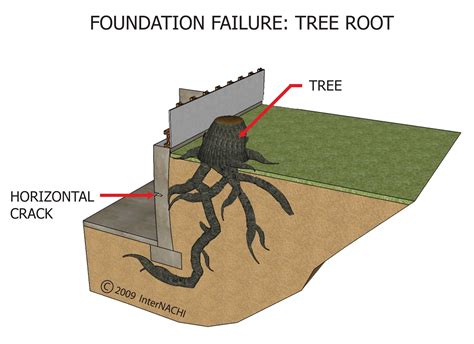 Tree Root - Inspection Gallery - InterNACHI®