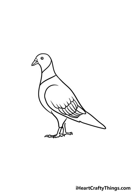 Pigeon Drawing How To Draw A Pigeon Step By Step