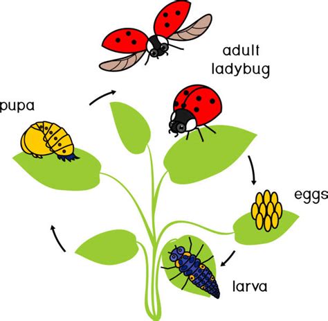 190+ Lady Bug Life Cycle Stock Photos, Pictures & Royalty-Free Images ...