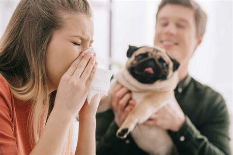 Convivere Con Lallergia Al Pelo Di Cane Regole Vincenti Khani It