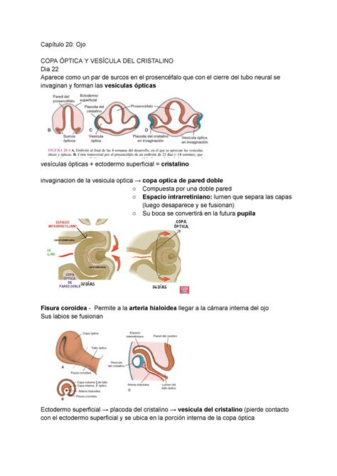 Cap Tulo Ojo Resumen Langman Embriologia Medica Cap Tulo