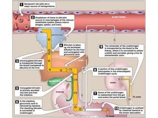 Liver Function Tests Ppt