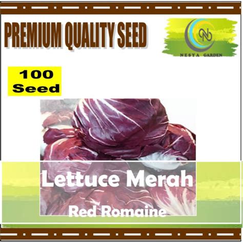 Jual 100 Benih Lettuce Merah Red Romaine Know You Seed Shopee Indonesia