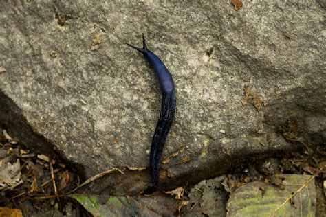 Purple Sea Slug stock photo. Image of colourful, scuba - 11650594