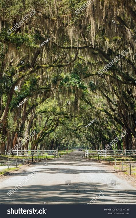 Spanish Moss Savannah Georgia Stock Photo 2240534723 | Shutterstock