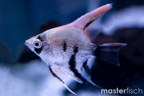 Koi Skalar Diamant Pterophyllum Scalare MasterFisch