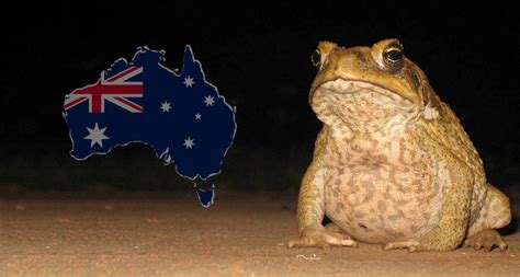 Cane toad found in Queensland, Australia is setting record