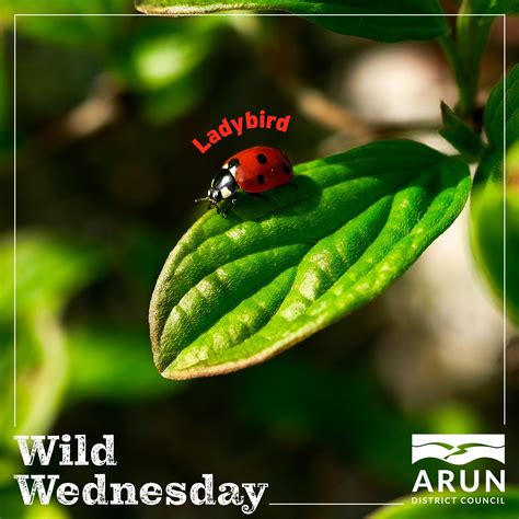 Arun - Ladybird beetles, scientific name Coccinellidae, also known as