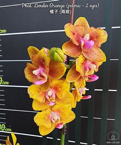 Orchidee Phalaenopsis Lioulin Orange Peloric 2 Eyes Fs Orchidgarden