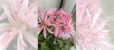 Пеларгония Bev Foster купить в Санкт-Петербурге | Товары для дома и ...