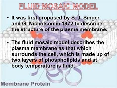 Structure & function of cell membrane | PPT