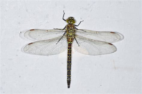 "Order Odonata" Images – Browse 43,739 Stock Photos, Vectors, and Video ...