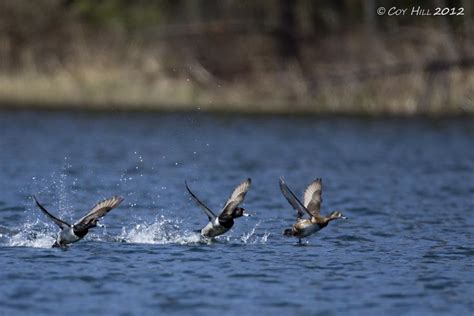 Country Captures: Waterfowl Migration Winding Down