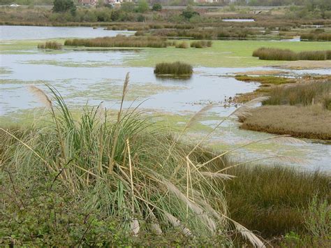 Pantanos sus características tipos y los ecosistemas que albergan