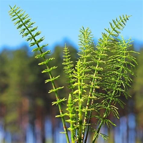 Schachtelhalm Naturheilmittel Mit Tradition Entdecken Sie Seine